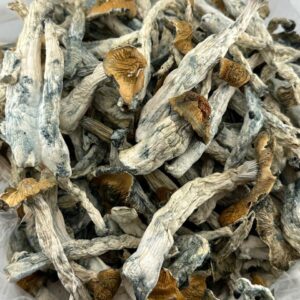 Buy Magic Mushroom Online