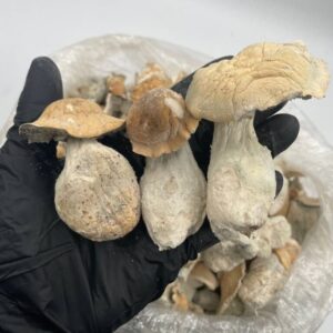 Buy Golden Teacher Magic Mushrooms