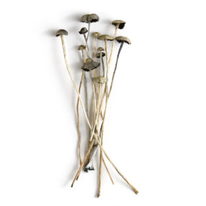 Panaeolus Cyanescens Magic Mushrooms