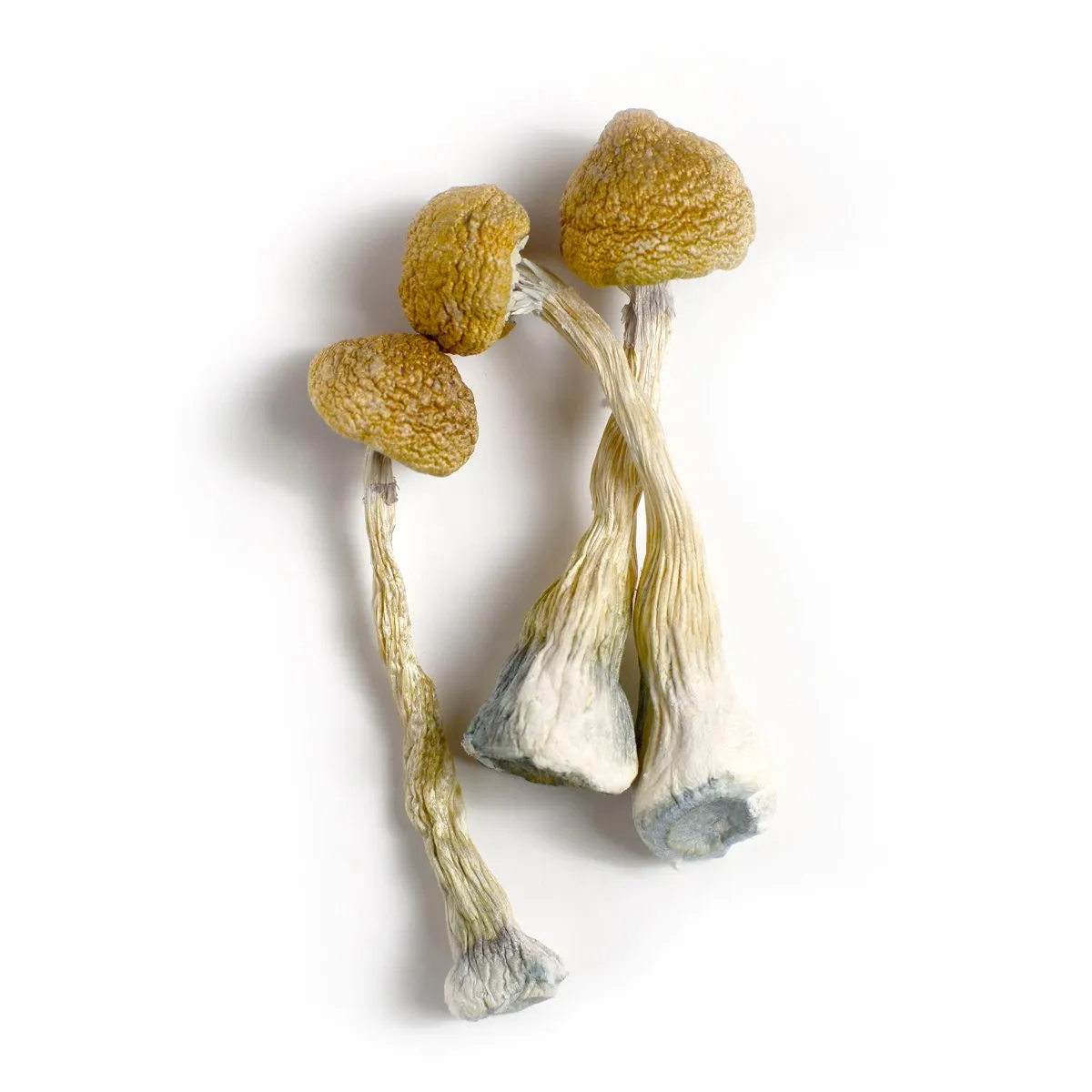 Zilla Mushrooms