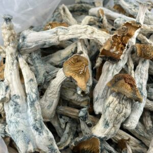 Buy Magic Mushroom Online